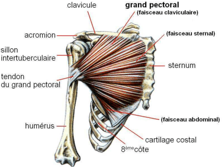 Anatomie Grand pectoral