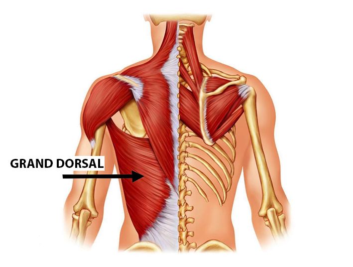 Anatomie-grand-dorsal