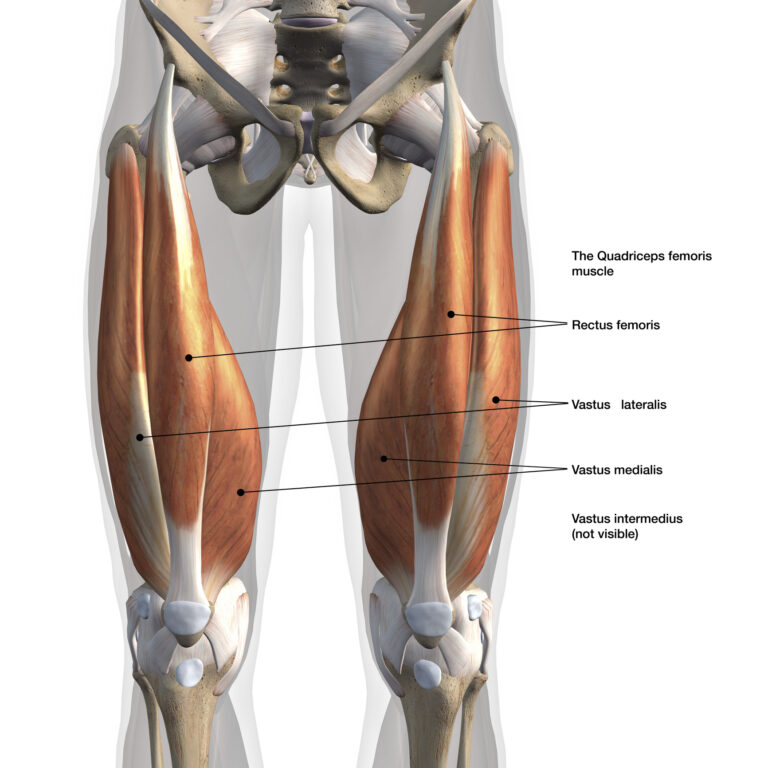 anatomie quadriceps